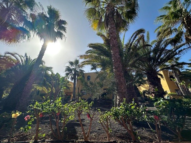Hibiscus and palms in the complex gardens