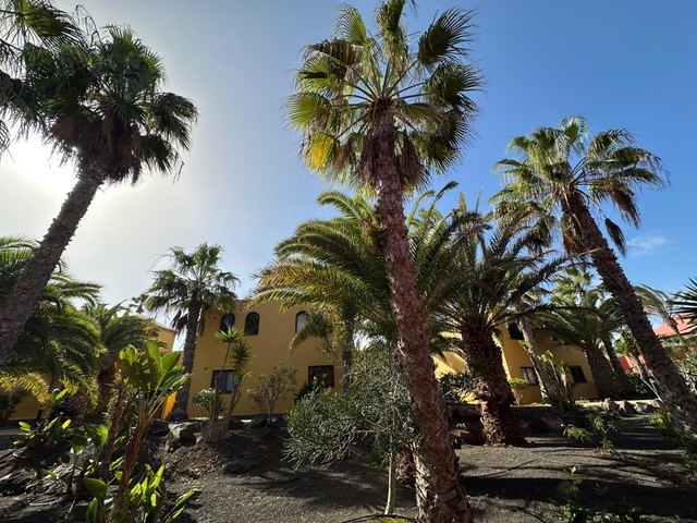 Palms and buildings inside the complex